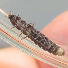 Attēlu rezultāti vaicājumam “Phosphaenus hemipterus”