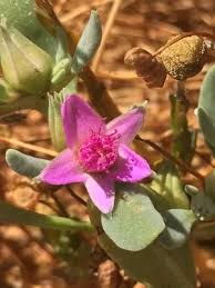 Attēlu rezultāti vaicājumam “Gulielmina vermicularis sessile”