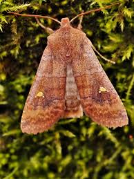 Attēlu rezultāti vaicājumam “Eupsilia transversa”