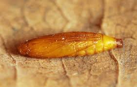 Attēlu rezultāti vaicājumam “Tischeria complanella larva”