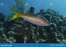 Image result for Ocyurus chrysurus