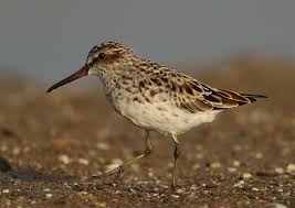 Attēlu rezultāti vaicājumam “Calidris falcinellus adult”