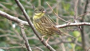 Image result for Emberiza spodocephala