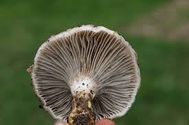 Attēlu rezultāti vaicājumam “Boletales”