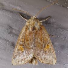 Attēlu rezultāti vaicājumam “Amphipoea”