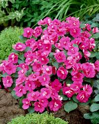 Image result for Impatiens walleriana