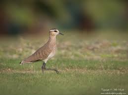 Image result for Vanellus gregarius