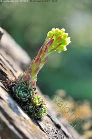 Image result for Mehikasvi