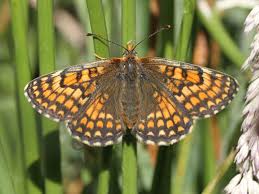 Attēlu rezultāti vaicājumam “Mellicta athalia upperside”