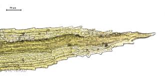 Attēlu rezultāti vaicājumam “Saelania glaucescens”