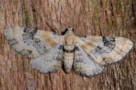 Attēlu rezultāti vaicājumam “Eupithecia linariata”