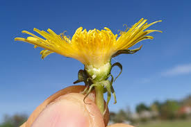 Attēlu rezultāti vaicājumam “Taraxacum officinale aggr.”