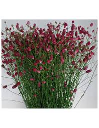 Attēlu rezultāti vaicājumam “Sanguisorba officinalis bud”