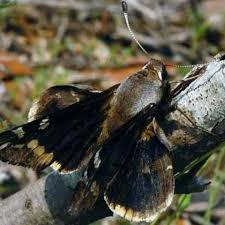 Attēlu rezultāti vaicājumam “Hesperiidae”