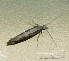 Attēlu rezultāti vaicājumam “Plutellidae”