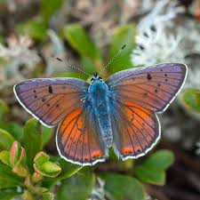 Attēlu rezultāti vaicājumam “Lycaena alciphron male”