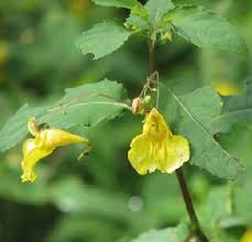 Attēlu rezultāti vaicājumam “Impatiens noli-tangere”