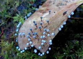 Attēlu rezultāti vaicājumam “Didymium bahiense macro”