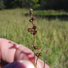 Attēlu rezultāti vaicājumam “Juncus gerardii bud”