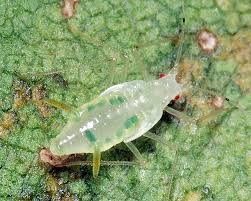 Attēlu rezultāti vaicājumam “Drepanosiphum platanoidis exuvia”