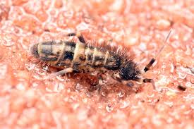 Attēlu rezultāti vaicājumam “Orchesella sp.”