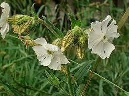 Attēlu rezultāti vaicājumam “Silene latifolia subsp. alba”