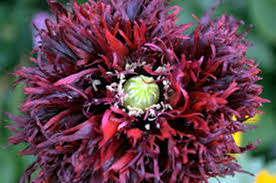 Image result for Papaver somniferum Black