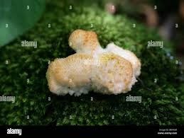 Attēlu rezultāti vaicājumam “Hericium cirrhatum”