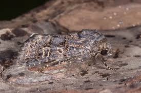 Attēlu rezultāti vaicājumam “Tholera cespitis”