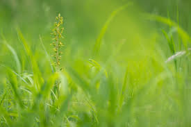 Attēlu rezultāti vaicājumam “Listera ovata leaf”