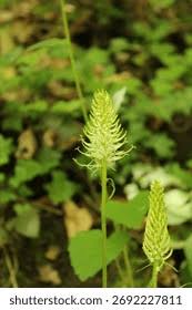 Attēlu rezultāti vaicājumam “Phyteuma spicatum bud”