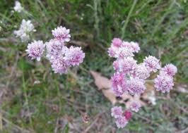 Attēlu rezultāti vaicājumam “Antennaria dioica”