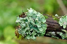 Attēlu rezultāti vaicājumam “Cetrelia olivetorum”