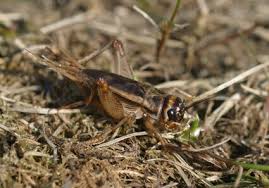 Attēlu rezultāti vaicājumam “Gryllus domesticus”