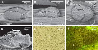 Attēlu rezultāti vaicājumam “Leskea polycarpa sporophyte”
