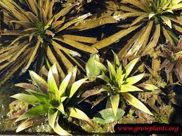 Attēlu rezultāti vaicājumam “Stratiotes aloides flower”