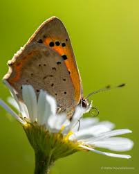 Attēlu rezultāti vaicājumam “Lycaena phlaeas”