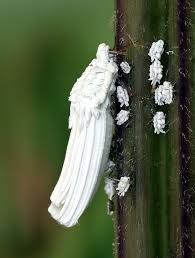 Attēlu rezultāti vaicājumam “Orthezia urticae”