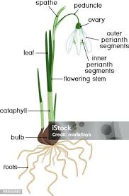 Attēlu rezultāti vaicājumam “Galanthus nivalis leaf”