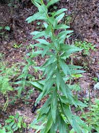 Attēlu rezultāti vaicājumam “Solidago virgaurea leaf”