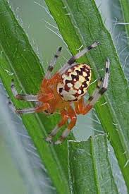Attēlu rezultāti vaicājumam “Araneus marmoreus”