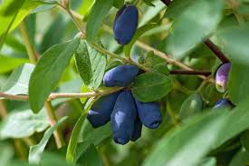 Attēlu rezultāti vaicājumam “Lonicera caerulea var. pallasii fruit”