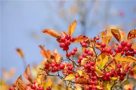 Attēlu rezultāti vaicājumam “Crataegus persimilis”