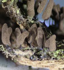 Attēlu rezultāti vaicājumam “Stemonitopsis gracilis macro”