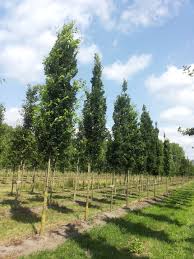 Attēlu rezultāti vaicājumam “Quercus robur Fastigiata”