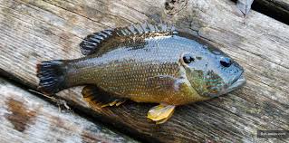 Image result for Lepomis cyanellus