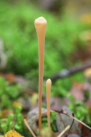 Attēlu rezultāti vaicājumam “Typhula setipes”