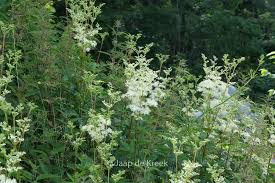 Image result for Filipendula ulmaria
