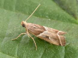 Attēlu rezultāti vaicājumam “Nyctegretis lineana”