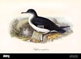 Image result for Puffinus puffinus